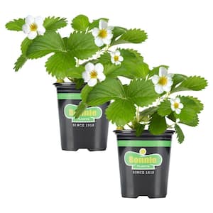 19 oz. Strawberry, Live Plant (2-Pack)