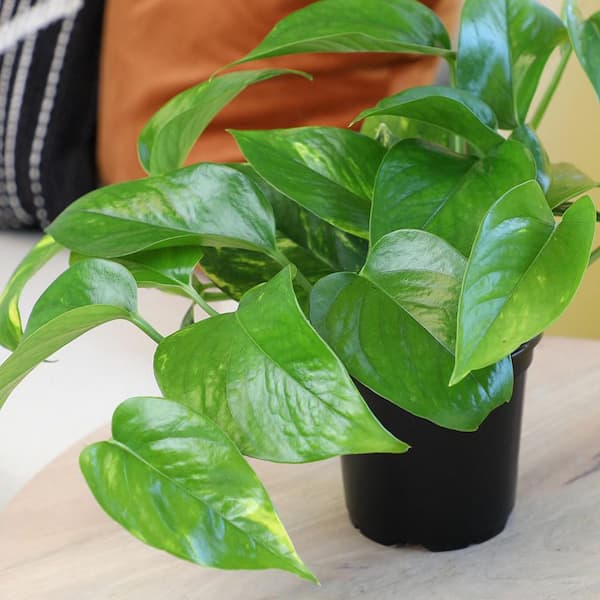 wasabi plant seeds Arugula Seeds