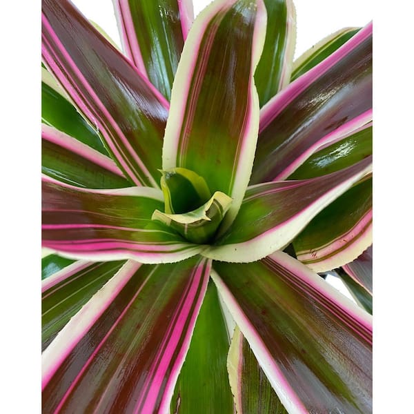 2.5 Qt. Bromeliad Neoregelia Plant Rafael in 6.33 In. Grower's Pot (2-Plants)