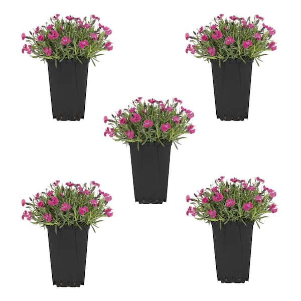 METROLINA GREENHOUSES 1.5 PT. Pink Dianthus Perennial Plant (5-Pack)