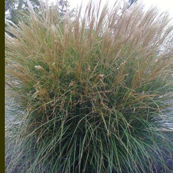 Unbranded 2 gal. Morning Light Maiden Grass Plant-DISCONTINUED