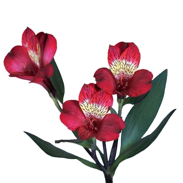 Globalrose Fresh Red Alstroemeria Flowers (100 Stems - 400 Blooms)