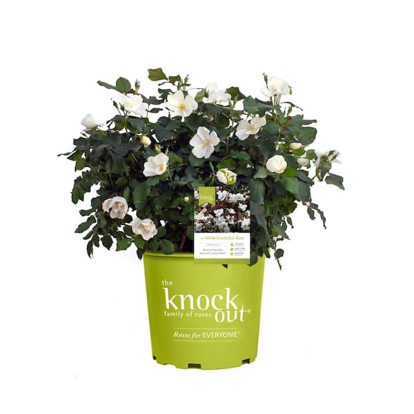 KNOCK OUT 3 Gal. White Knock Out Rose Bush with White Flowers