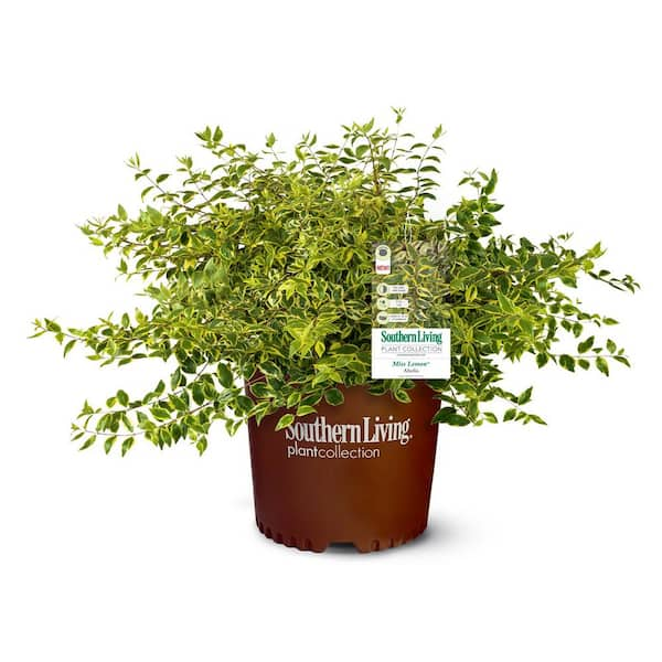 SOUTHERN LIVING 2 Gal. Miss Lemon Abelia Plant with Bright Variegated ...