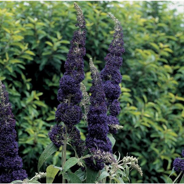 PROVEN WINNERS Adonis Blue ColorChoice Buddleia 1 gal. Butterfly Bush Shrub