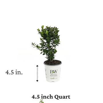 4.5 in. Qt. Sprinter Boxwood (Buxus) Live Evergreen Shrub, Green Foliage