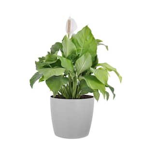 Peace Lily Plant Live Spathiphyllum Indoor Outdoor Plant in 10 in. Premium Ecopots White Gray