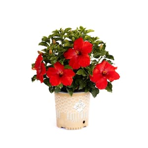 2 Gal. Hollywood First To Arrive Red Flower Annual Hibiscus Plant