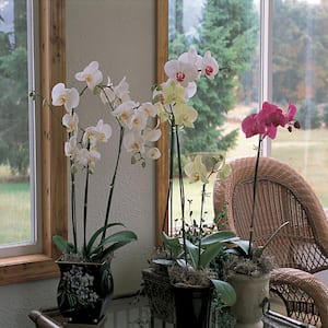 Holiday Festive Orchid Deco Pot (Phalaenopsis)