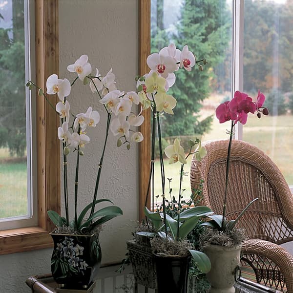 Unbranded 4 in. Small Orchid in Deco Pot (Phalaenopsis)