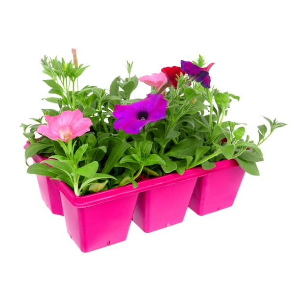 EASY WAVE 6-Pack South Beach Mix Easy Wave Petunia Annual Plant with ...