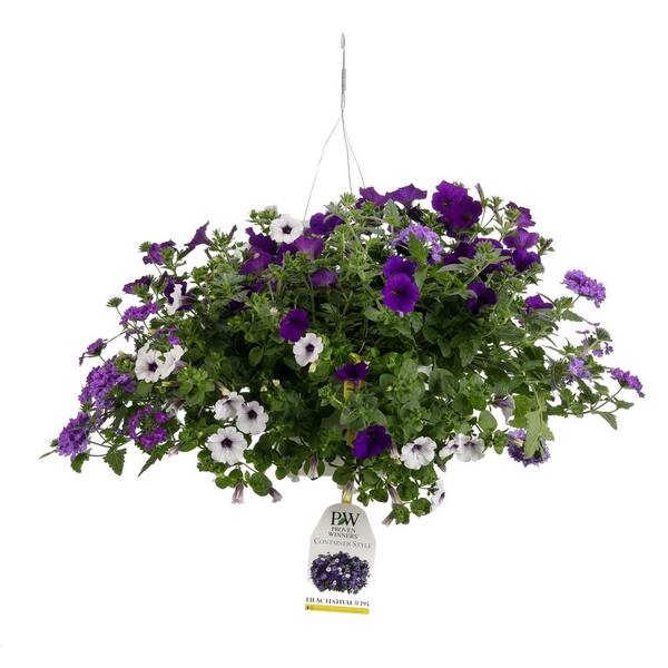 PROVEN WINNERS 10 in. Lilac Festival Combination Hanging Basket, Live Plants, Purple and Blue Flowers