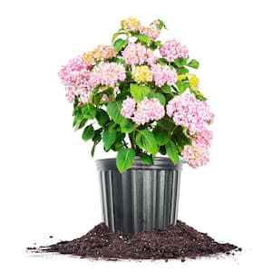 Penny Mac Hydrangea Bush in 3 Gal. Grower's Pot, Color Changing Reblooming Flower Clusters