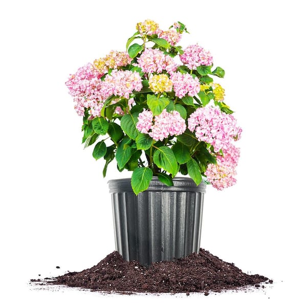 Unbranded Penny Mac Hydrangea Bush in 3 Gal. Grower's Pot, Color Changing Reblooming Flower Clusters