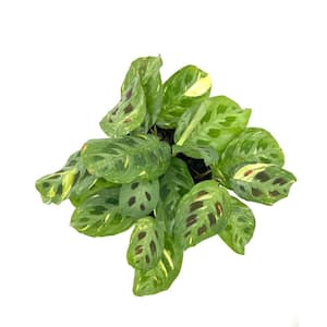 6 in. Maranta Beauty Kim Plant in Grower Pot