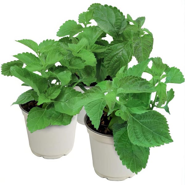 Have a question about national PLANT NETWORK 4 in. Lucky