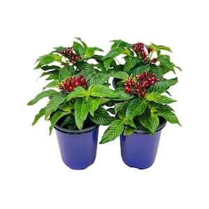 1.38 Pt. Penta Plant Red Flowers in 4.5 In. Grower's Pot (4-Plants)