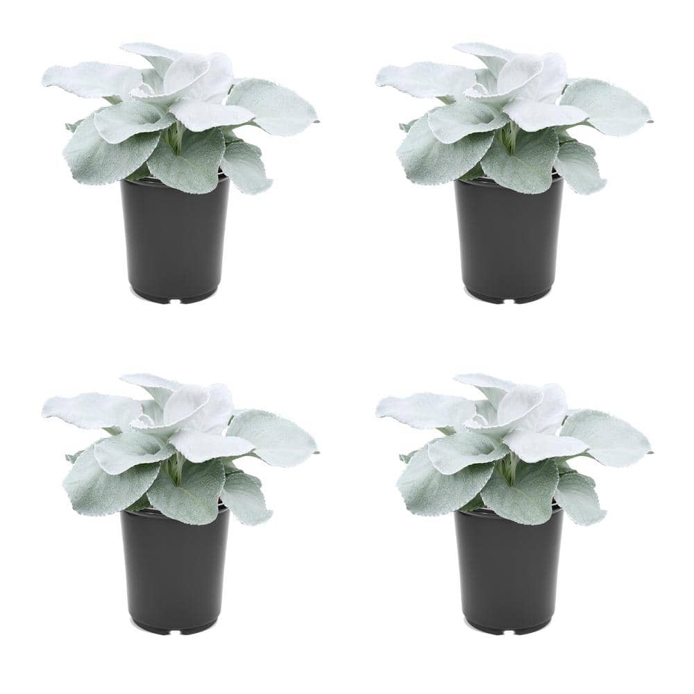 2.5 qt. Senecio Angel Wings Annual Plant with No Flowers-(4-Pack)