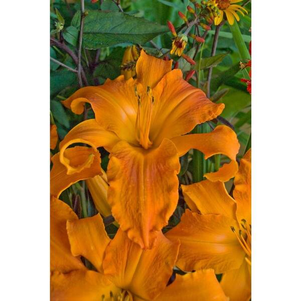 PROVEN WINNERS Rainbow Rhythm Primal Scream Daylily (Hemerocallis) Live Plant, Orange Flowers, 1 Gal.