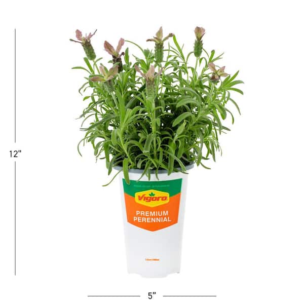 1 Qt. Purple Lavender Primavera Perennial Plant