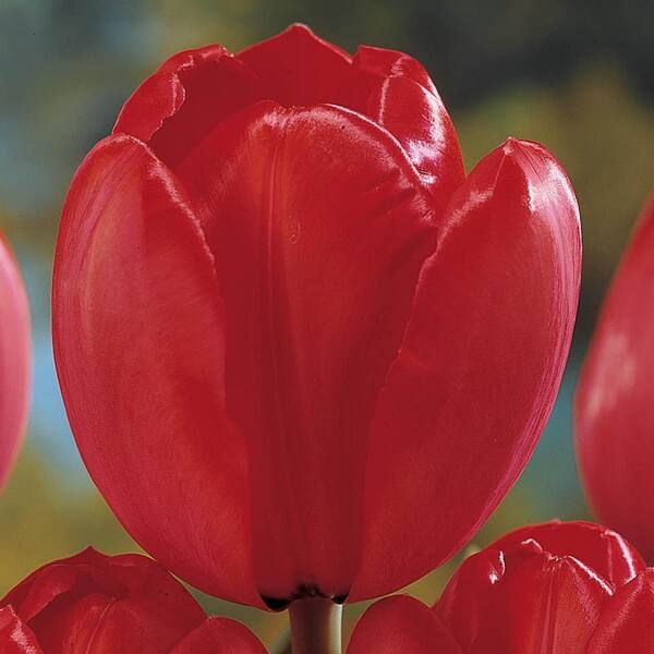 DIRECT GARDENING Red Impression Darwin Hybrid Tulip Dormant Spring ...