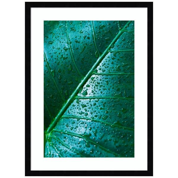 Amanti Art "Water Drops On Elephant Ear Leaf" 1 Piece Wood Framed Black and White Nature Photography Wall Art 25-in. x 19-in. .