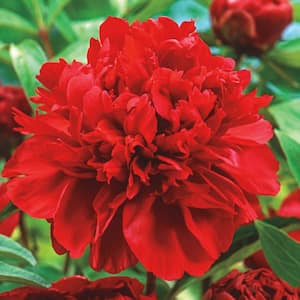 Karl Rosenfield Peony (Paeonia) Live Bareroot Plant Double Red Flowering Perennial