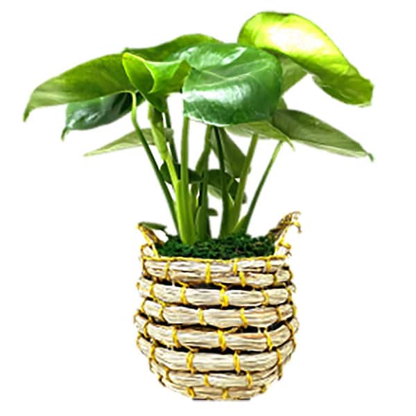 Unbranded I Tropicals Monstera Split Leaf Philodendron (Deliciosa Minima) Plant 5 in. in Seagrass Basket
