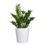 white oriental lilies Lily Oriental White main image 1