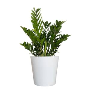 Live ZZ Plant Low Maintenance House Plant in 10 in. White Decor Pot