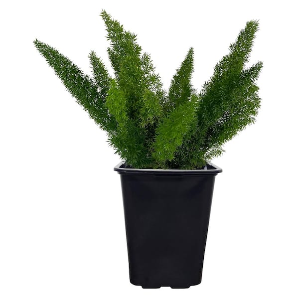 NATURE'S WAY FARMS 2 qt. Foxtail Fern Asparagus Meyerii Evergreen Plant  (1-Pack) 1050 - The Home Depot