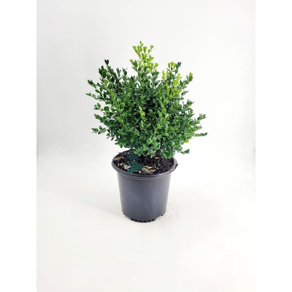 2 Gal. Green Mountain Boxwood (Buxus) Live Evergreen Shrub