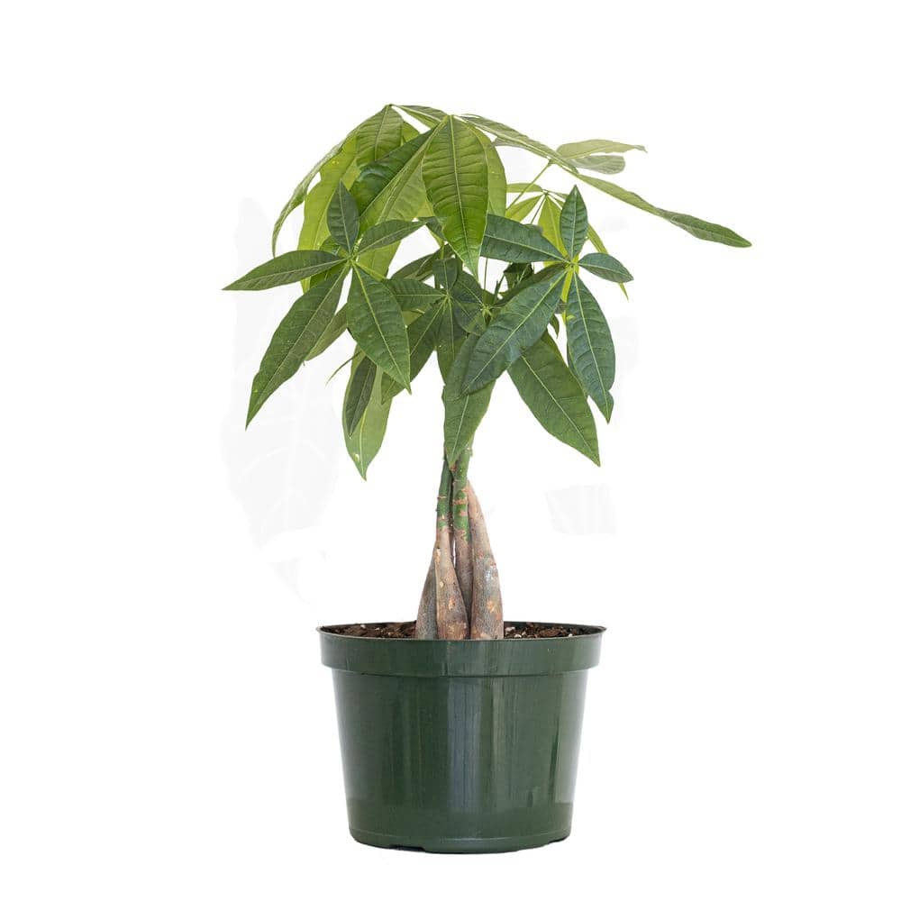 Pachira Braid, Money Tree in 6 in. Grower Pot price history on PriceWatchPro