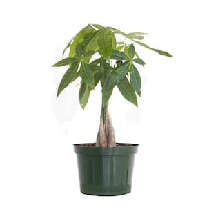 Pachira Braid, Money Tree in 6 in. Grower Pot