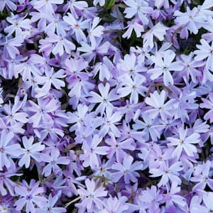 3 In. Pot, Blue Emerald Creeping Phlox Flowering Groundcover Perennial Plant (1-Pack)