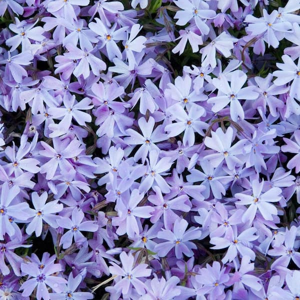 Spring Hill Nurseries 3 In. Pot, Blue Emerald Creeping Phlox Flowering Groundcover Perennial Plant (1-Pack)