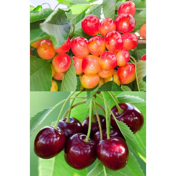 Online Orchards Double Cherry Twist Tree Bare Root