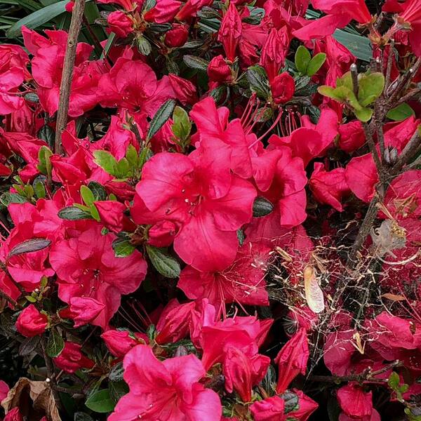 FLOWERWOOD 2.5 Qt. Johanna Azalea, Evergreen Shrub With Single Form Red Blooms