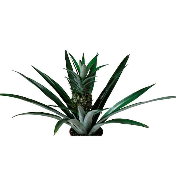 Delray Plants Pineapple in 6 in. Pot