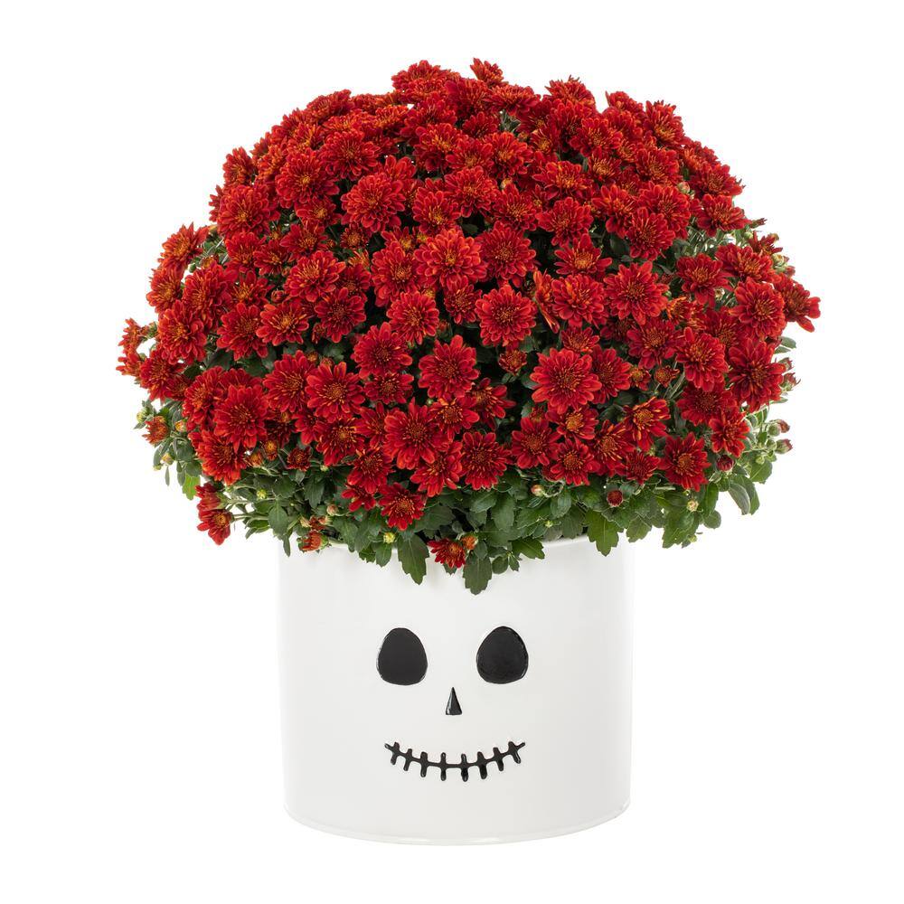 Vigoro 3 Qt. Live Red Chrysanthemum (Mum) Plant for Fall Porch or Patio in Decorative Ghost Tin