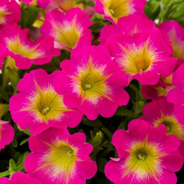 METROLINA GREENHOUSES 1.5 Pt. Petunia Supertunia Daybreak Charm