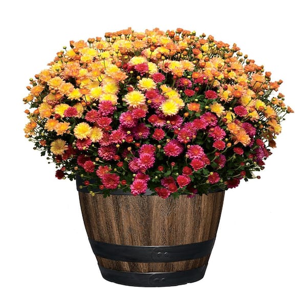 16 in. Reedley Large Kentucky Walnut Brown Resin Wine Barrel Planter (16 in. D x 11.5 in. H) 2-Pack
