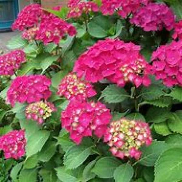 3 Gal. Glowing Embers Hydrangea (Hydrangea macrophylla) Live Flowering Shrub with Dark Pink Flowers