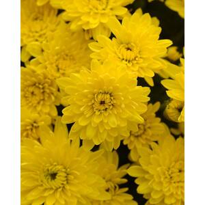 10 in. Yellow Chrysanthemum Annual Live Plant with Yellow Flowers in Hanging Basket