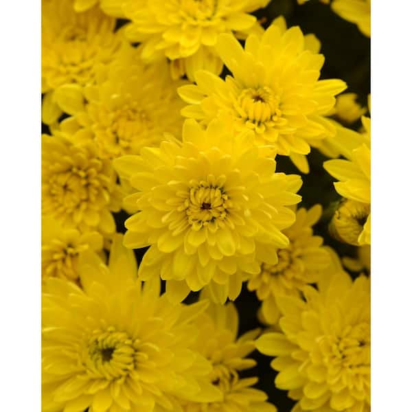 BELL NURSERY 6 in. Yellow Chrysanthemum Annual Live Plant (4-Pack)