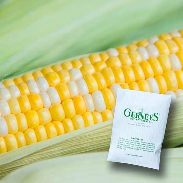 Sweet Corn Gotta Have It Hybrid (200 Seed Packet)