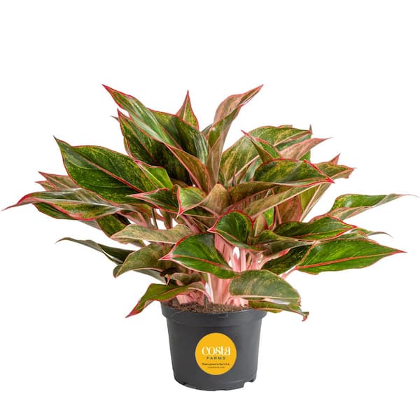 Costa Farms Aglaonema Creta Indoor Plant in 6 in. Grower Pot, Avg. Shipping Height 1-2 ft. Tall