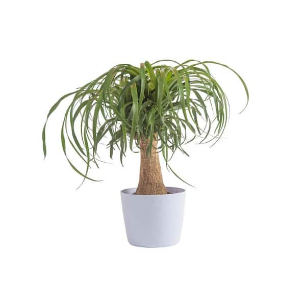 Vigoro 6 in. Ponytail Palm Plant in White Decor Plastic Pot