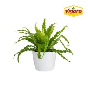 Bird's Nest Fern Indoor Plant in 6 in. White Decor Planter, Avg. Shipping Height 1-2 ft. Tall