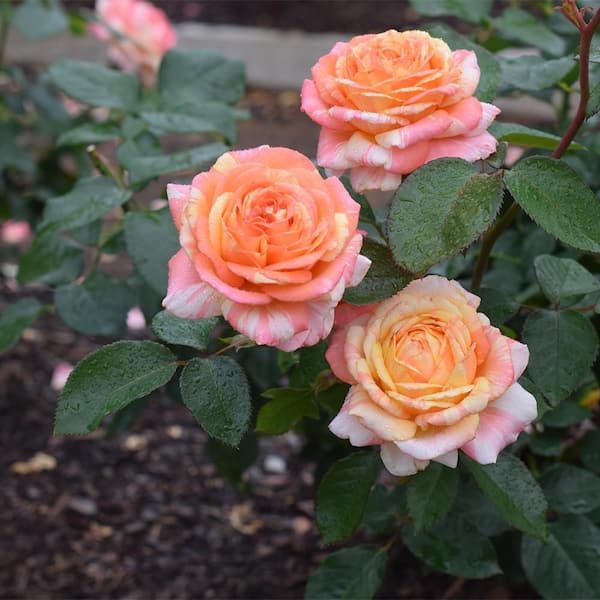 Vigoro 2 Gal. Peach Swirl Rose with Variegated Peach Flowers 17522